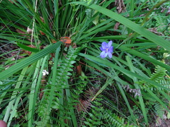 Aristea ensifolia