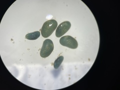 Ostracoda
