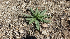 Emmenanthe penduliflora penduliflora
