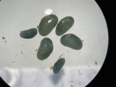Ostracoda