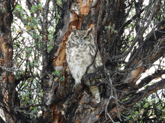 Bubo virginianus magellanicus