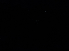 Arachnocampa luminosa
