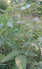Desmodium illinoense
