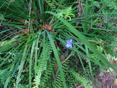 Aristea ensifolia