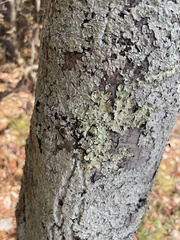 Flavoparmelia caperata