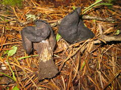 Helvella lacunosa