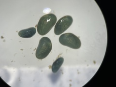 Ostracoda