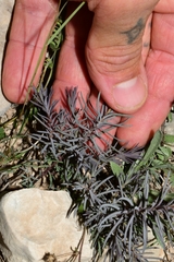 Caryophyllales