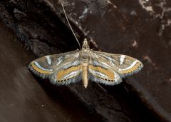 Strepsinoma croesusalis