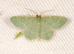 Chlorochlamys phyllinaria
