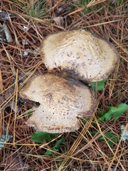Amanita rubescens
