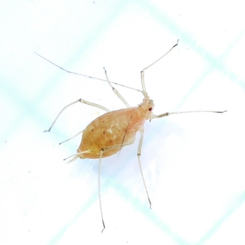 Pea Aphid photo 3