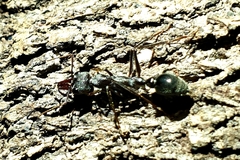 Myrmecia