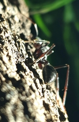 Myrmecia