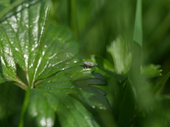 Deltocephalus pulicaris