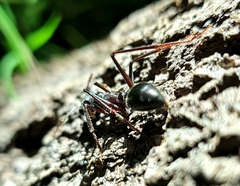 Myrmecia