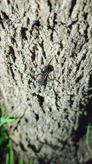 Myrmecia