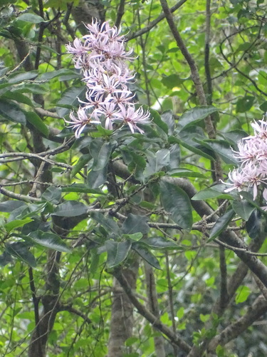 Calodendrum capense
