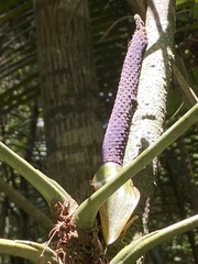 Anthurium pentaphyllum