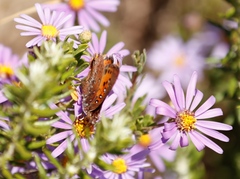 Aloeides thyra thyra