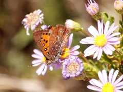 Aloeides thyra thyra