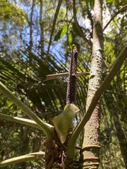 Anthurium pentaphyllum