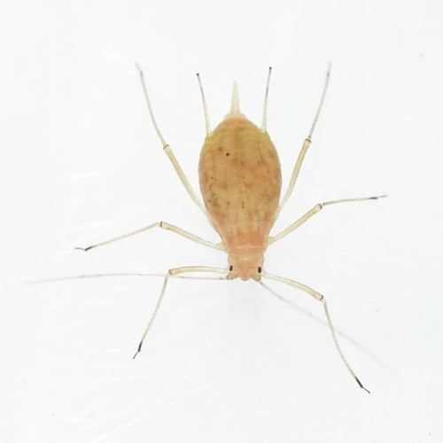 Pea Aphid photo 5