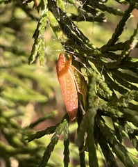 Gyponana gladia