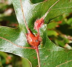 Callirhytis pigra