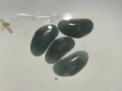 Ostracoda