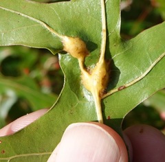 Callirhytis pigra
