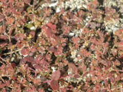 Euphorbia setiloba