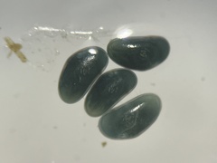 Ostracoda