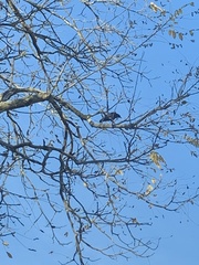 Corvus brachyrhynchos