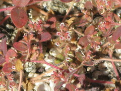 Euphorbia setiloba