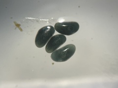 Ostracoda