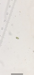 Cryptista
