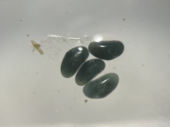 Ostracoda