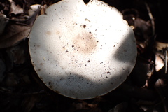 Collybiopsis neotropica