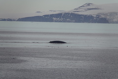 Balaenoptera musculus