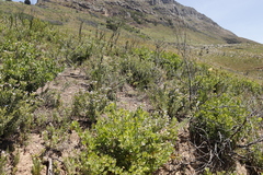 Lobostemon fruticosus