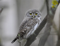 Glaucidium passerinum