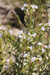 Lobostemon fruticosus