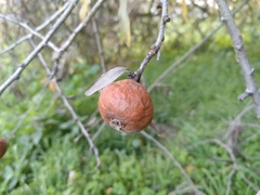 Pyrus salicifolia