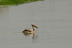 Pelecanus onocrotalus