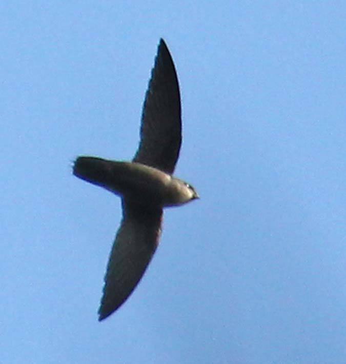 Chapman's Swift from Brownsweg, Suriname on November 13, 2011 at 10:29 ...