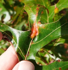 Callirhytis pigra