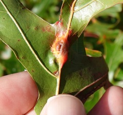 Callirhytis pigra