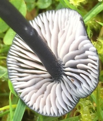 Entoloma serrulatum