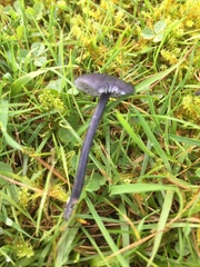 Entoloma serrulatum